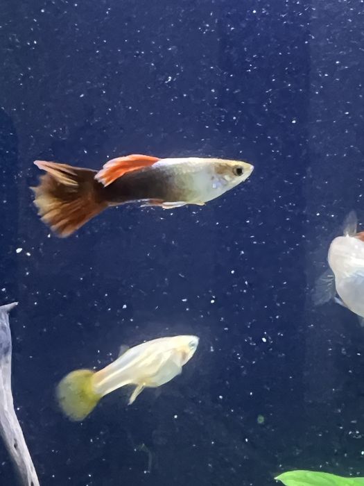Peixe Guppy Macho e fêmea.