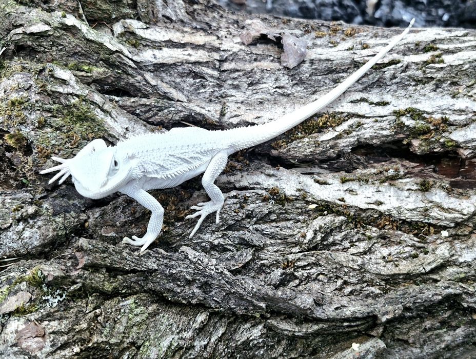 Agama brodata hypo zero