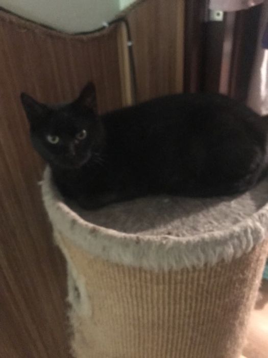 Кіт. Киця. Кошеня.