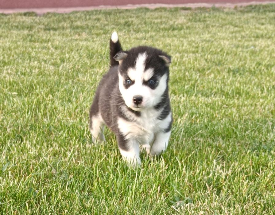 Suczka  Siberian husky z elitarnym rodowodem