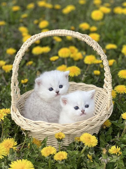 Котята ns11 шиншилла серебріста