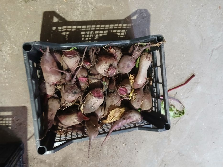 Warzywa od rolnika buraczek cebula marchew  detal  polecam