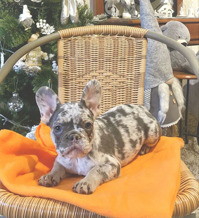 Дівчинка француженка 2.5 місяці