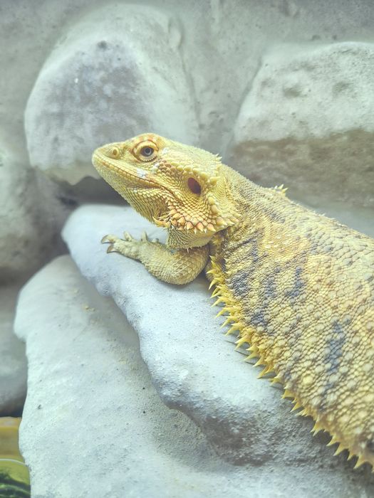 Sprzedam agama brodate