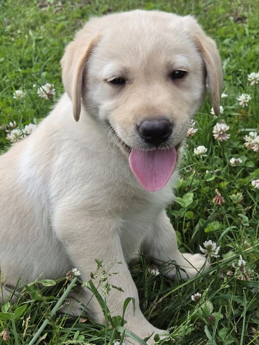 Labrador retriever  szczenię  z metrykę