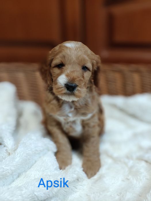 Cockapoo.Chłopczyk Apsik.Hybryda.Cocker spaniel angielski/Pudel miniat