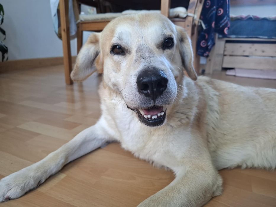 Imbir, pies w typie labradora szuka domu!