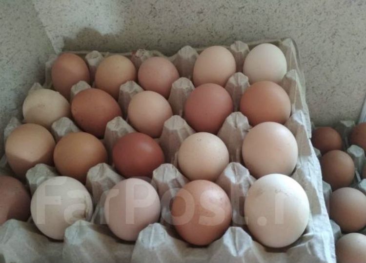 Інкубаційні яйця