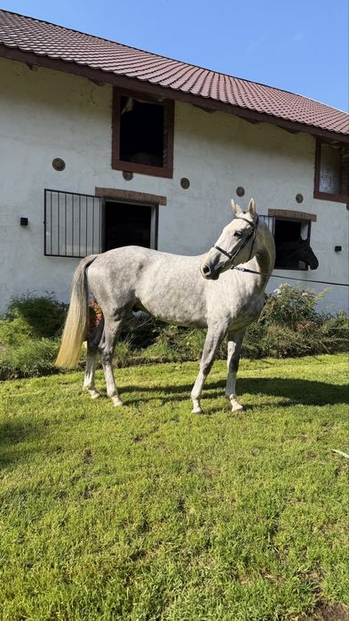 Sprzedam konia 5letni wałach 175cm do skoków