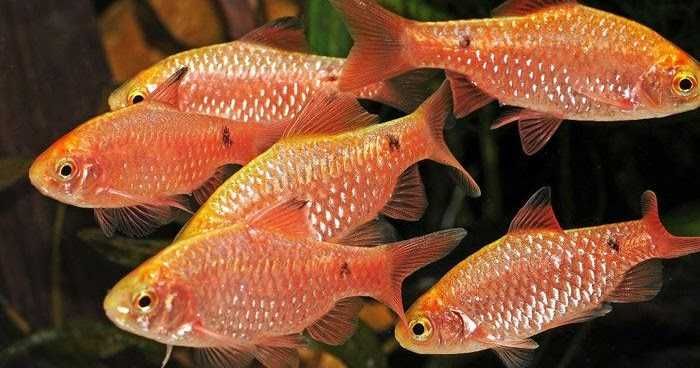 Brzanka różowa - Pethia conchonius - Barbus conchonius - dowóz
