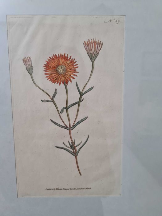 Gravuras de botânica Séc. VIII