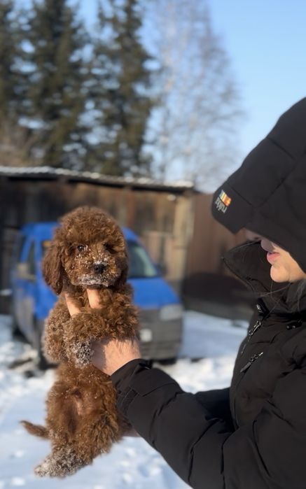 Шикарні редбраун той пуделя хлопці