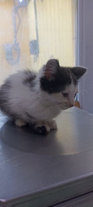 Дівчинка , 5-6 тижнів