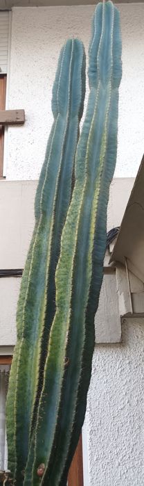 Cactos Cereus jamacaru
