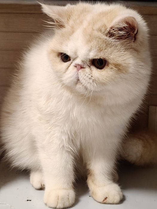 Екзотична короткошерста