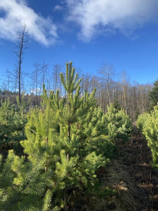 Сосна   новорічна сосни