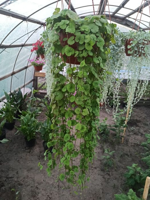 Будра ампельна плетунець