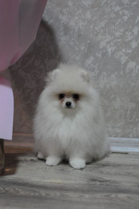 Плюшевые VIP медвежата