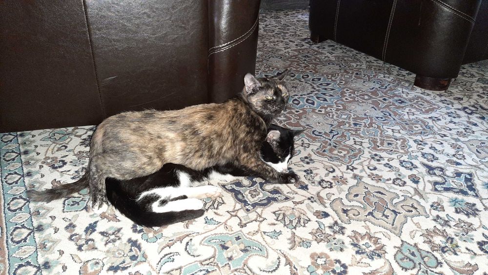 Zaginęła kotka szylkredka w Krosinku na ul. Wierzbowej