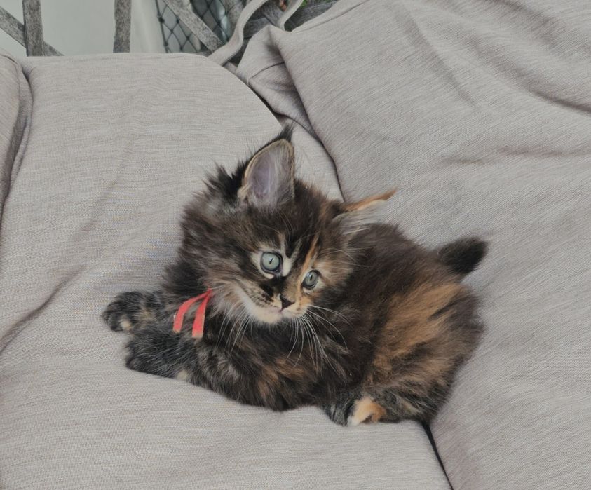 Kocieta Maine coon  kotki do odbioru w lipcu możliwa opcja do hodowli