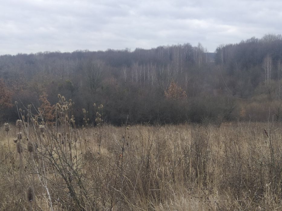 Здам 4 гектара землі с.Котюржинці