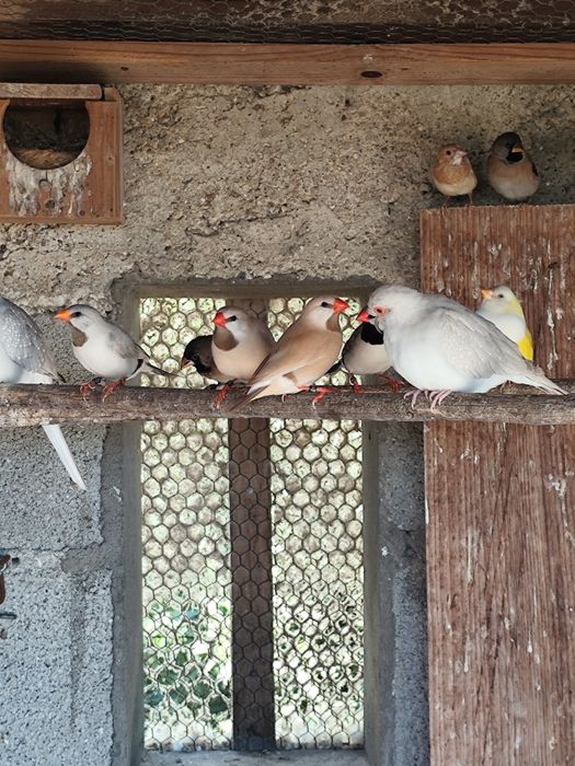 Babetes de várias cores para venda