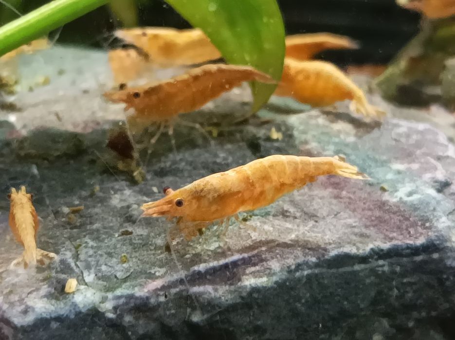 Krewetki sakura Orange