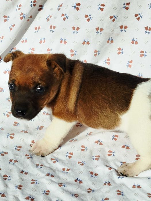 Jack Russell terrier pies tel.-575302039