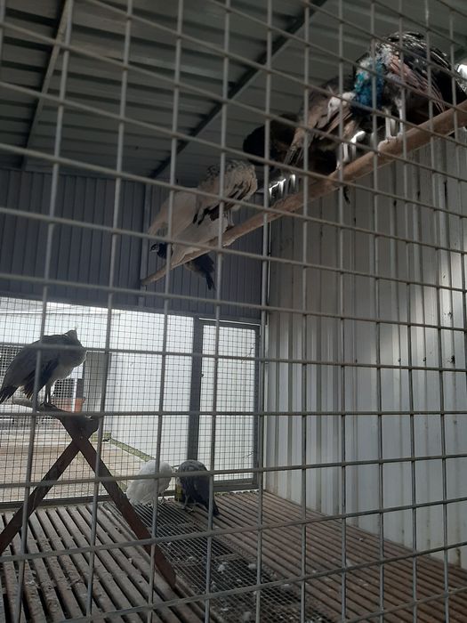 Criação de pavões 2025 de várias espécies