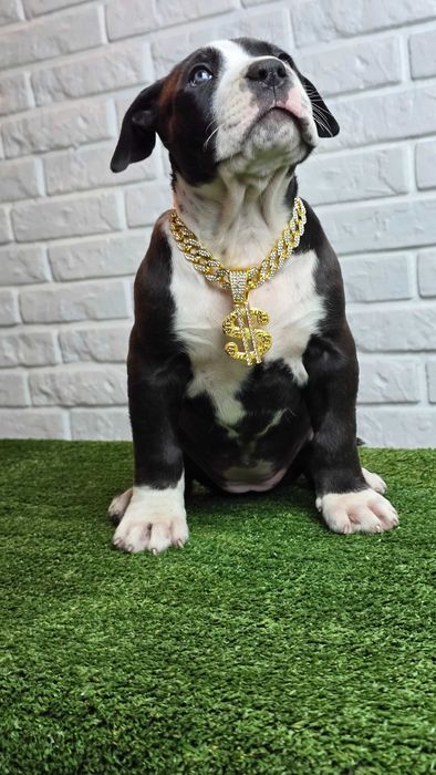 American bully xl