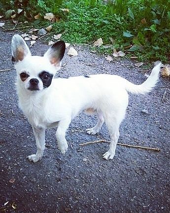 Мини мальчик чихуахуа, продам