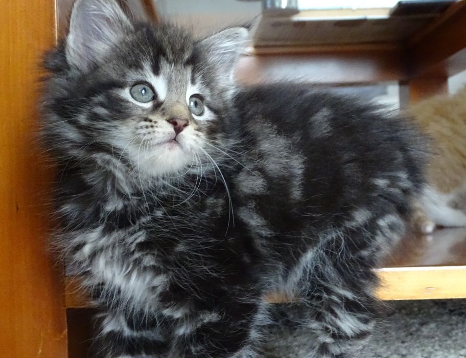 Gatinho Bosques da Noruega