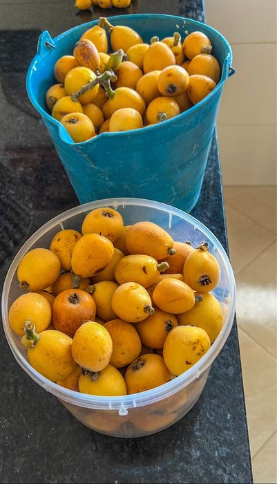 Vendo Nespereira com 2 Anos