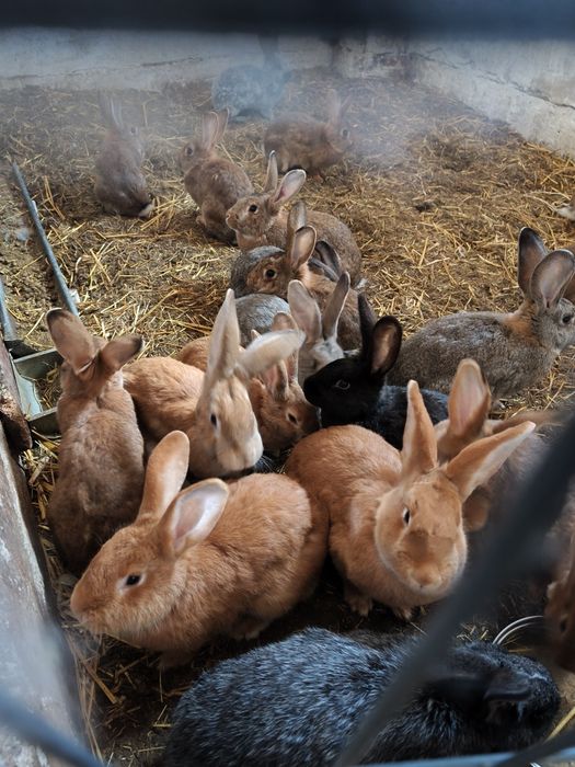 Sprzedam  króliki, króle samice i samce ,pilnie sprzedam