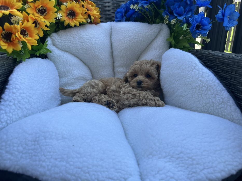 Дівчинка мальтіпу