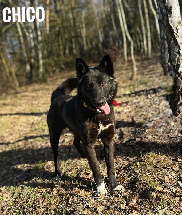 W typie karelczyka, aktywny Chico adopcja