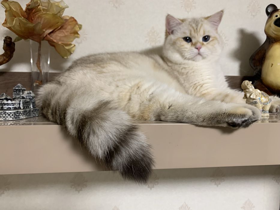 Шотландське кошенятко