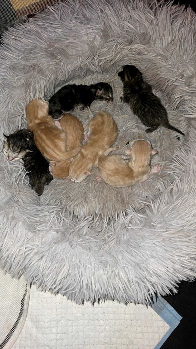 Doação de gatinhos