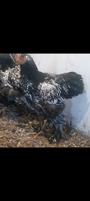 Брама Срібло Молодняк