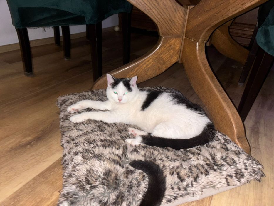 Filon i Pajączek kociaki do adopcji