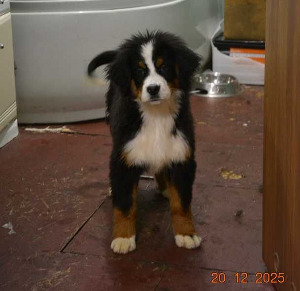 berneński pies pasterski piesek szczeniak szczenię berneńczyk rodowód