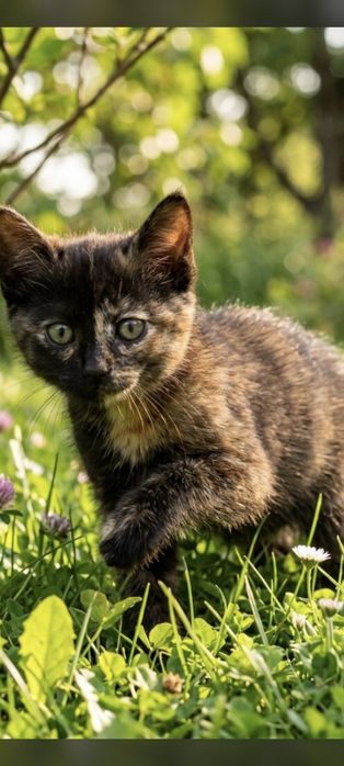 Котёнок девочка черепахового окраса