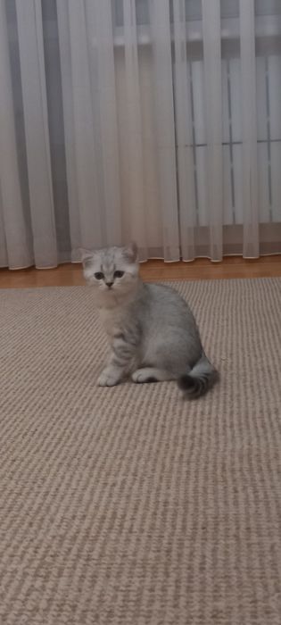 серебряная шиншилла.шотландский очень крупный мальчик.