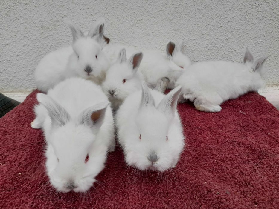 Кролики Каліфорнійці