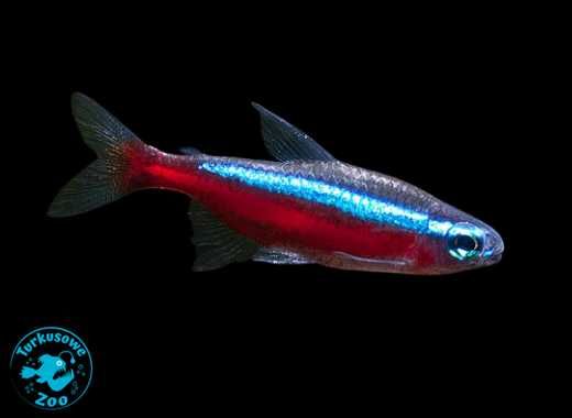 Rybka akwariowa NEON CZERWONY, Sklep Akwarystyczny Turkusowe Zoo