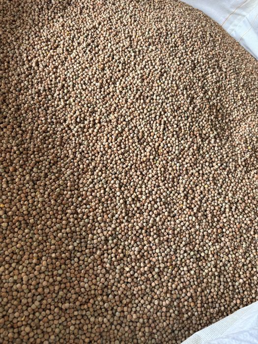 Groch poplonowy Colin