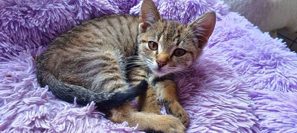 Котики в добрі руки це щастя