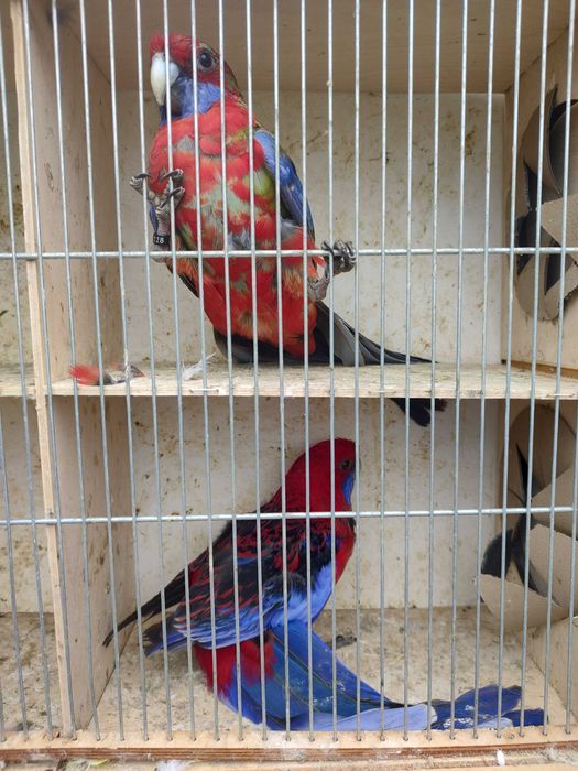 Papugi z 2025 roku różne kolory