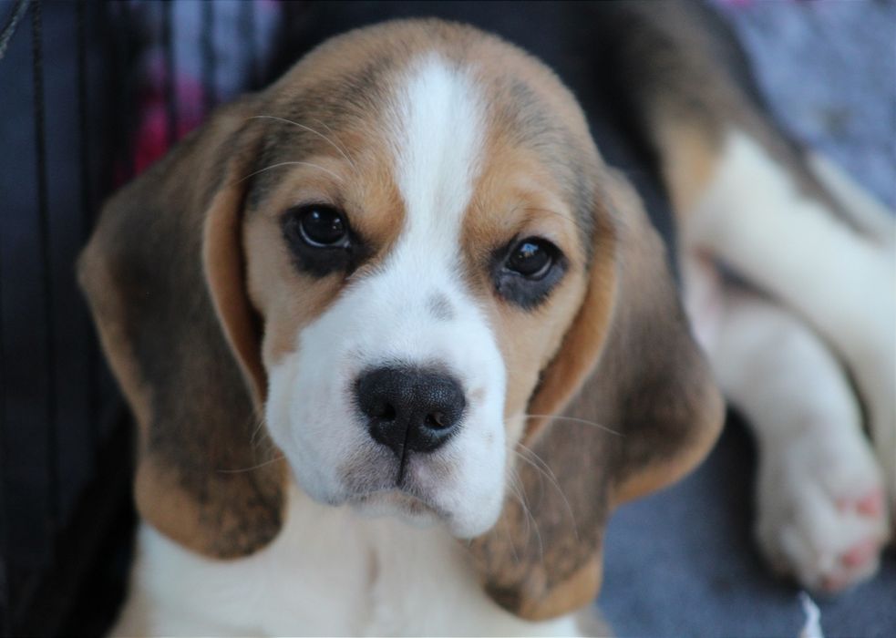 Лучшие мальчики бигля окраса триколор