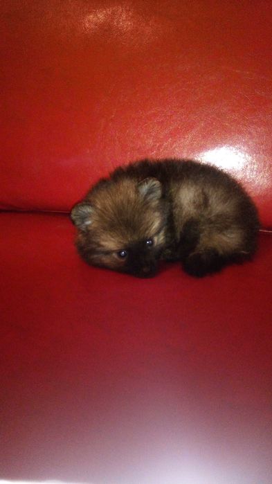 Sptiz Alemão Anão/Lulu da Pomerânia